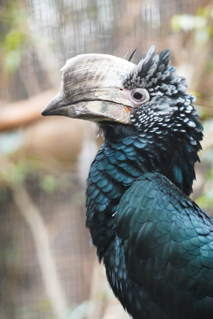 Zilverwangneushoornvogel (Bycanistes brevis)