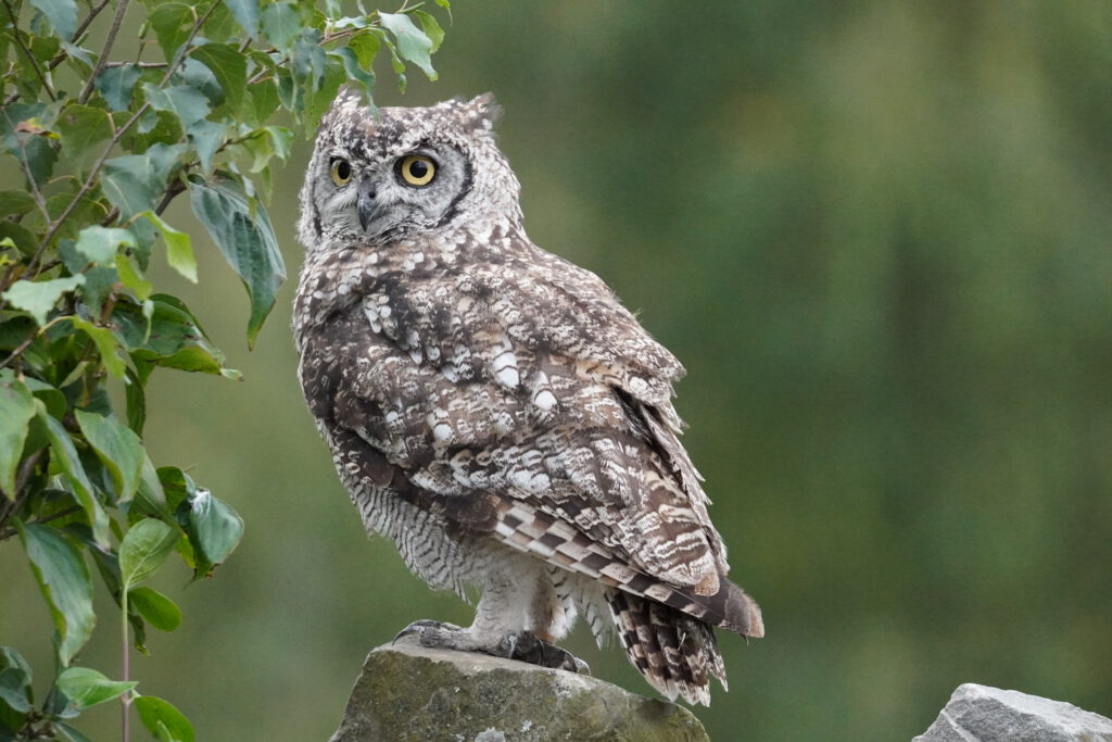 Afrikaanse Oehoe (Bubo africanus)