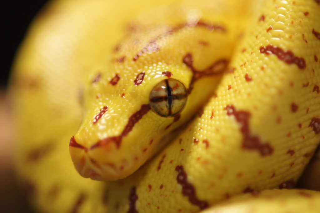 Groene boompython jong (Morelia veridis)