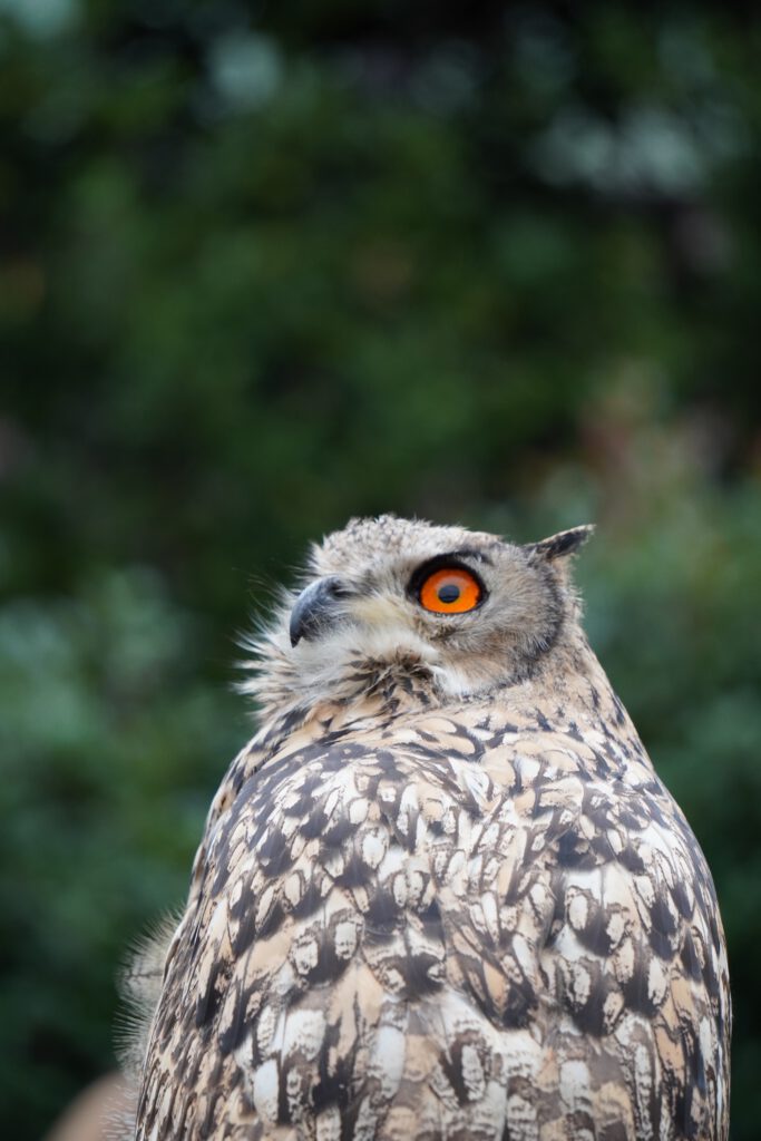 Oehoe (Bubo bubo)