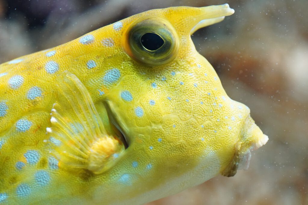 Langhoornkoffervis (Lactoria cornuta)