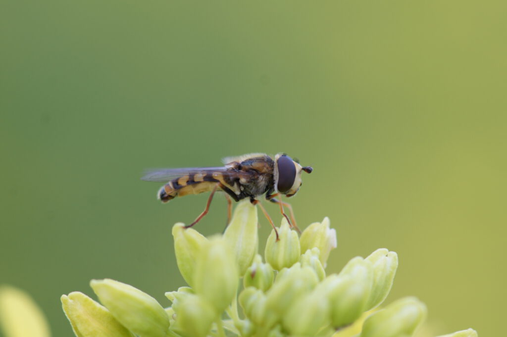 Terrasjeskommazweefvlieg (Eupeodes corollae)