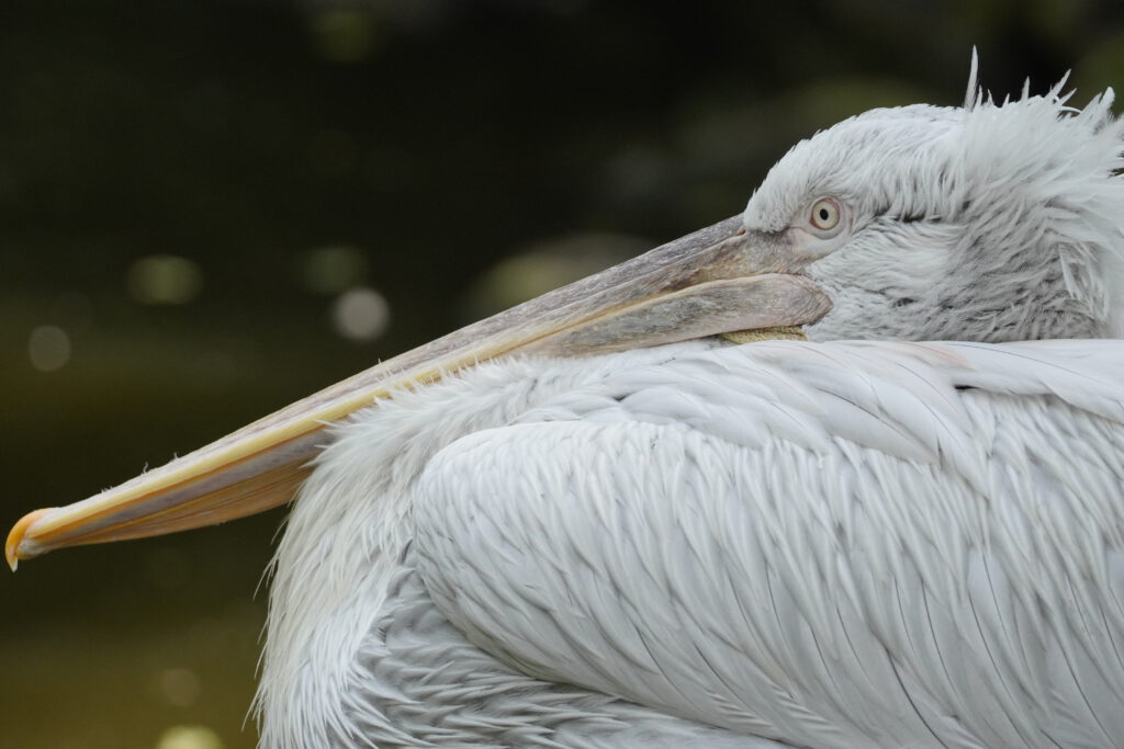Kroeskoppelikaan (Pelecanus crispus)