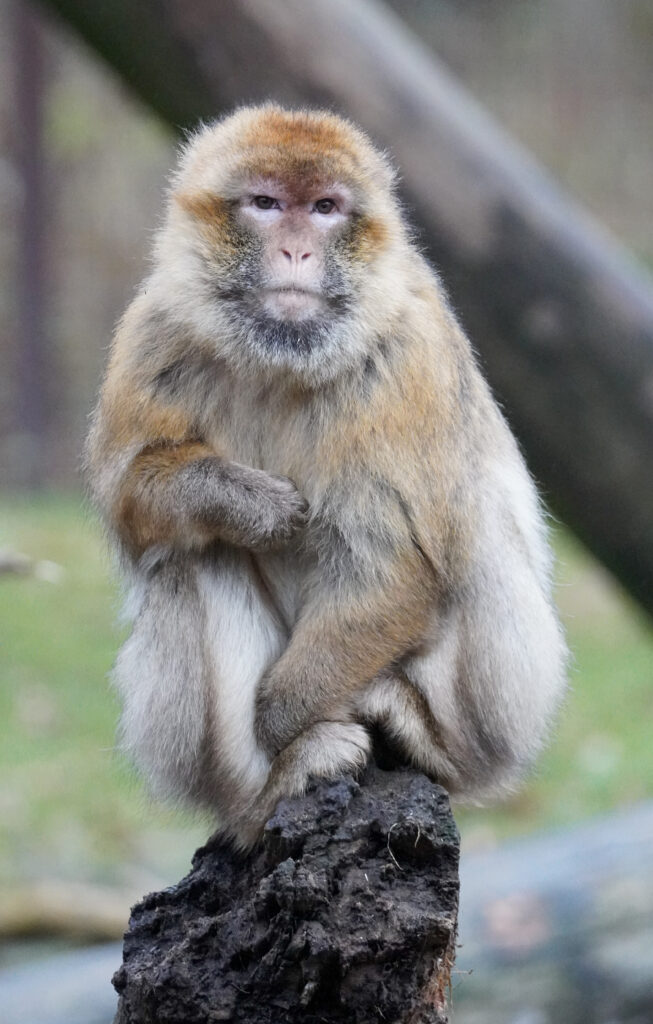 Berberaap (Macaca sylvanus)