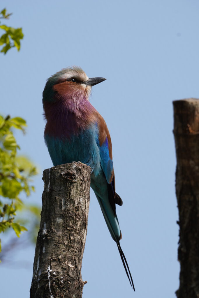 Vorkstaartscharrelaar (Coracias caudatus)