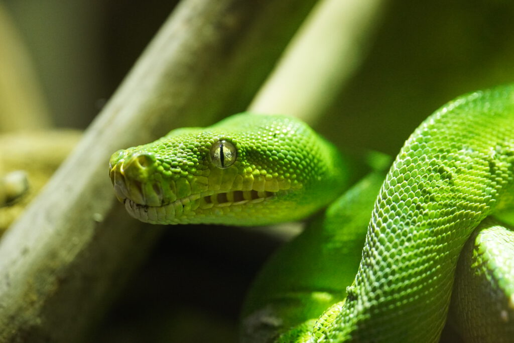 Groene boompython (Morelia veridis)