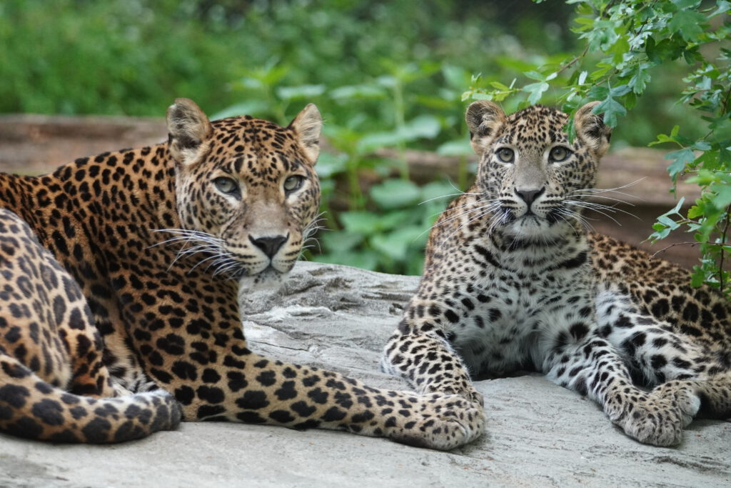 Sri Lanka panter (Panthera pardus kotiya)