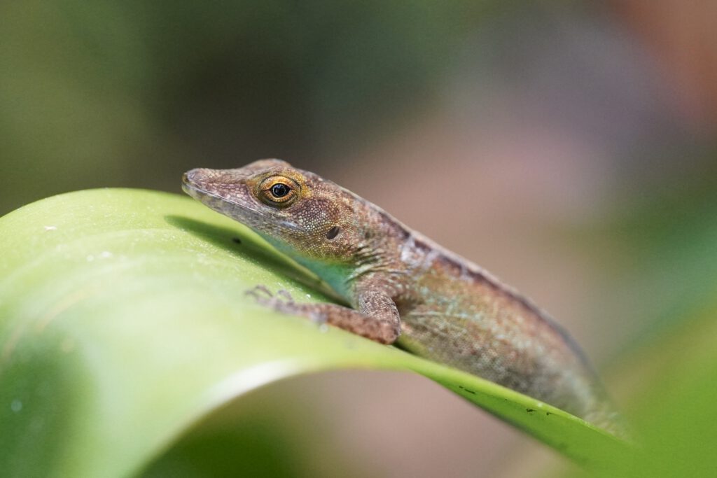 Anolis