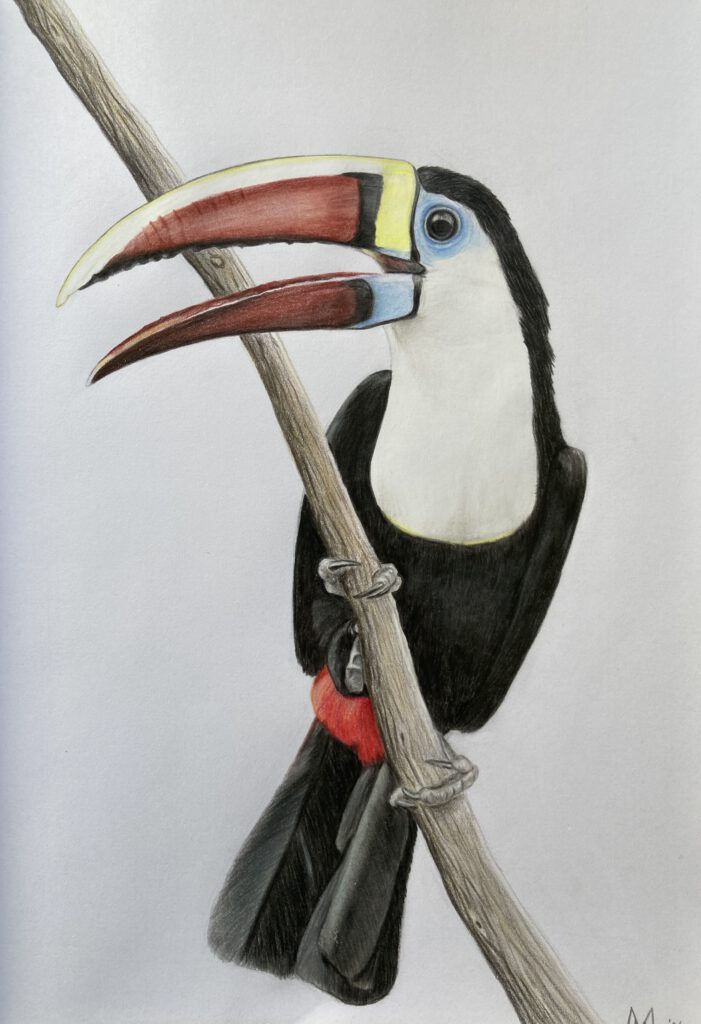 Tekening – Roodsnaveltoekan (Ramphastos tucanus)