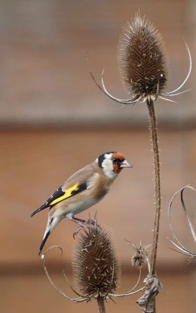 Putter (Carduelis carduelis)