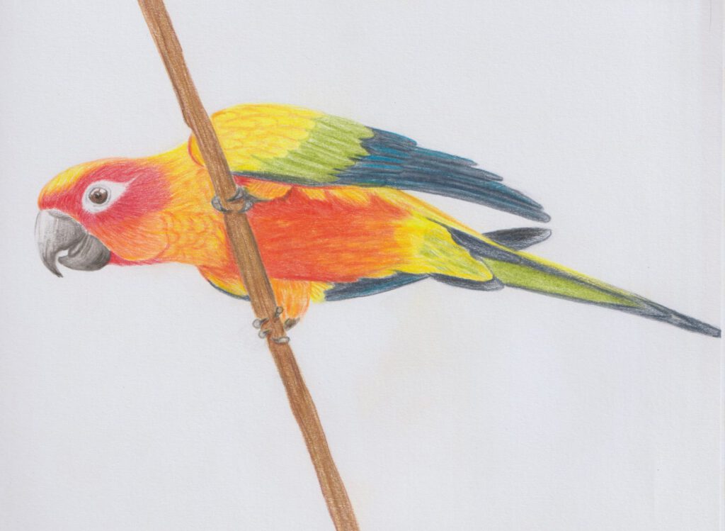 Zonparkiet (Aratinga solsitialis)