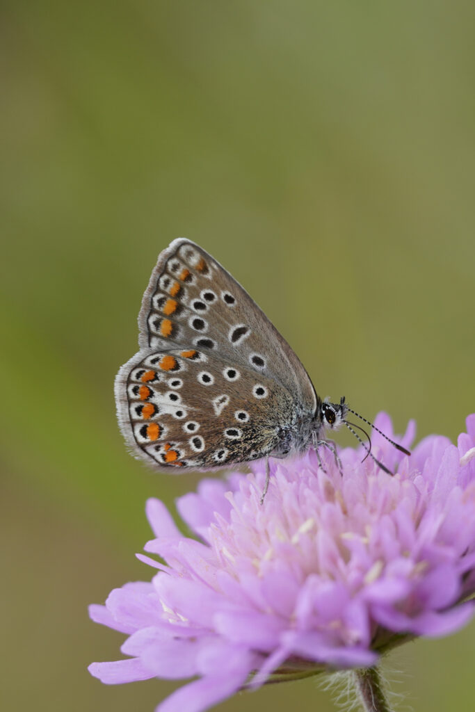 Icarusblauwtje (Polyommatus icarus)