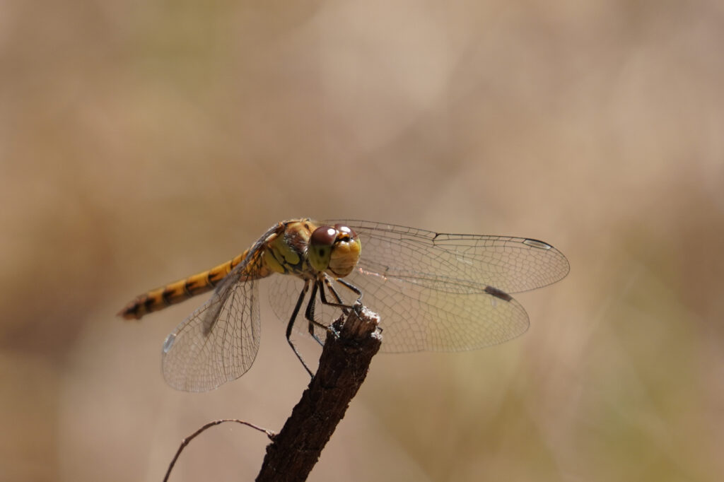 Bruinrode heidelibel (Sympetrum striolatum)