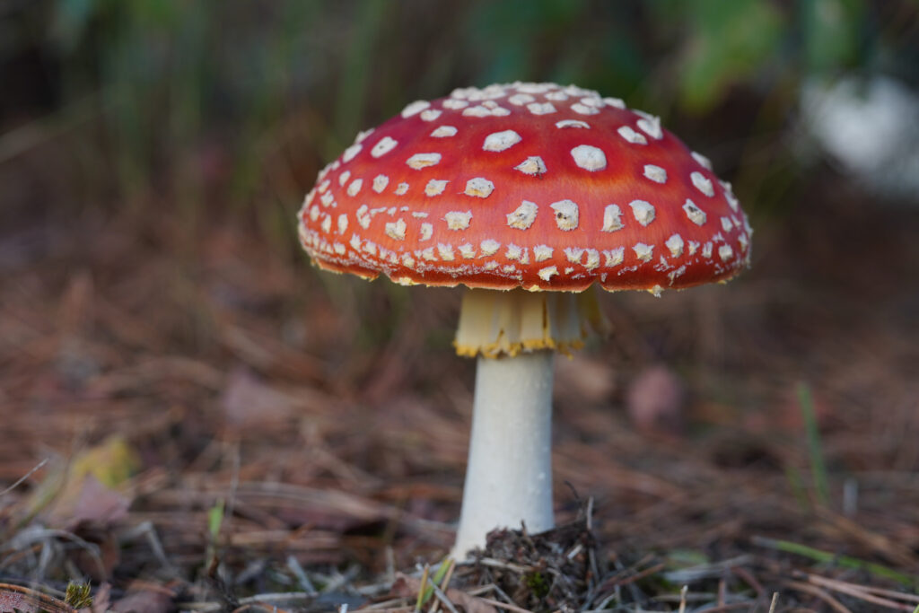 Vliegenzwam (Amanita muscaria)