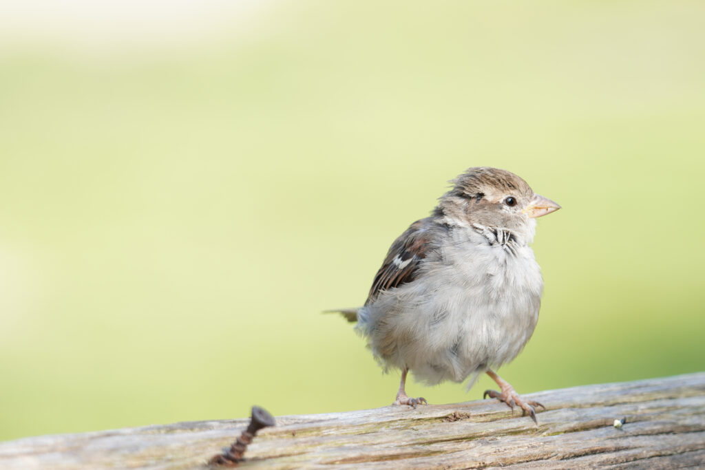 Huismus (Passer domesticus)