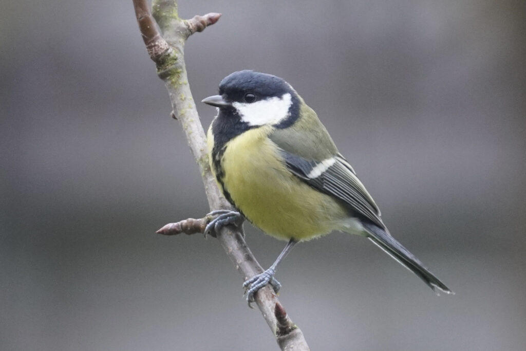 Koolmees (Parus major)