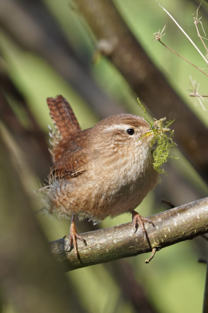 Winterkoninkje (Troglodytes troglodytes)